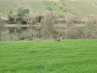 Naklejka premium Ducks are resting on the shore