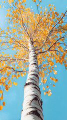 Fototapeta premium A tall, white birch tree with bright, autumn-colored leaves at the top 