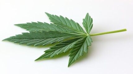 Obraz premium Close-up of a green cannabis leaf showcasing intricate details against a white background