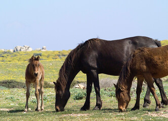 Horses (Equus caballus) grazing on the coast. Asinara Island. Asinara National Park, Porto Torres, Sardinia. Italy