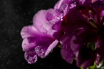 Obraz premium Purple geranium, A beautiful purple geranium with black background, selective focus.