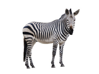 Zebra isolated on white background