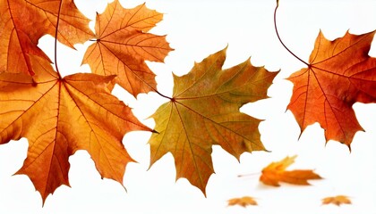 Fototapeta premium falling maple autumn leaves close up on white isolated background