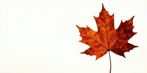 Fototapeta premium Single Dried Maple Leaf on White Background, Autumn Season Imagery