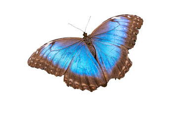 Blue exotic butterfly on white background