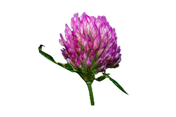 purple Clover red blossom flower isolated on white background