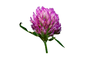 purple Clover red blossom flower isolated on white background