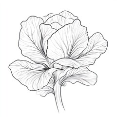 Fototapeta premium Line art peony flower drawing, botanical illustration, white background, design element