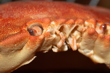 Close Up of a Crab Shell and Face
