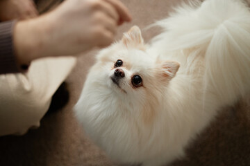 Small fluffy dog sitting attentively on floor, looking up with focused eyes. Tail is fluffed and ears perked, conveying curiosity and alertness