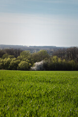 Fototapeta premium green field and blue sky. green field against the forest. spring day, field landscape