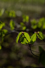 green leaves in spring. green leaves in the sun. green leaves in the forest
