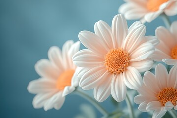 Fototapeta premium Elegant daisies with soft petals and warm centers bloom against a serene blue backdrop radiating peaceful beauty and delicate charm