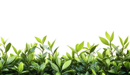 Vibrant Green Leaves on White Background with Horizontal Border