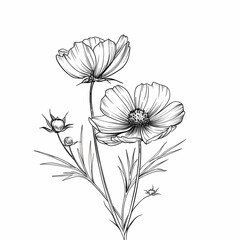 Cosmos Flowers Line Art. Black and White Botanical Illustration