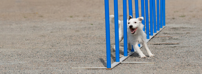 Parson Russell Terrier doing slalom on a dog agility course