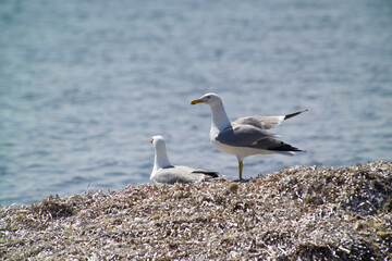 Yellow-legged Gull - Larus michahellis - two summer adults on the beach, Seagulls, Herring Gull (Larus cachinnans) Asinara Island National Park. Porto Torres. Sardinia. Italy