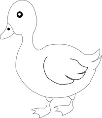 duck