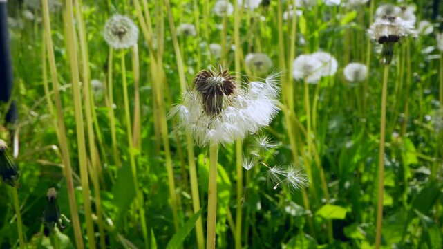 green meadow with fluffy dandelions 4k video