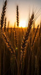 ** Golden Hour Wheat: Breathtaking Sunset Over a Ripe Field | Agriculture, Harvest, and Rural Beauty