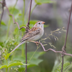 Field sparrow Spizella pusilla perched on a rustic wire fence