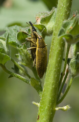 Weevil Lixus iridis on a plant leaf  Sardinia, Italy