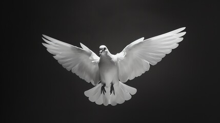 Fototapeta premium A beautiful white dove soars through the air with its wings spread wide. The dove is a symbol of peace, love, and hope.