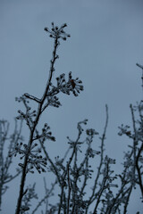 Blue Winter Branches