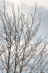 Winter Branches with Ice