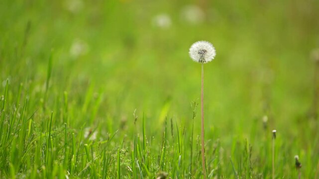 Dandelion field being blown in slow motion. 4k footage.