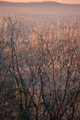 Sunlit Winter Branches 