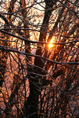 Sunlit Winter Branches