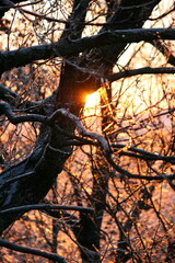 Sunlit Winter Branches