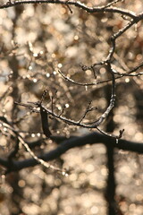 Winter Branches with Ice