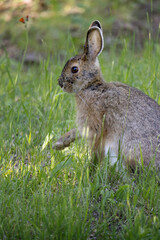 Side view of wild hare with ticks on face and ears and mosquitos on nose sitting in the grass