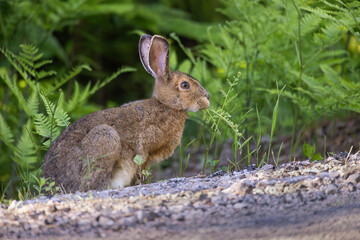 Side view of wild hare with ticks on ears eating ferns at the side of a rural road in ontario canada