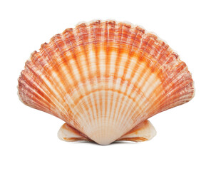 Scallop shell isolated on a white background, studio shot.