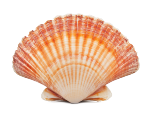 Scallop shell isolated on a white background, studio shot.
