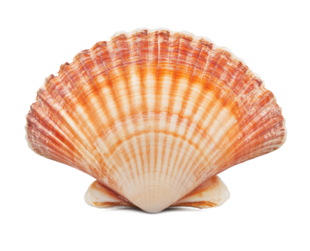 Scallop shell isolated on a white background, studio shot.