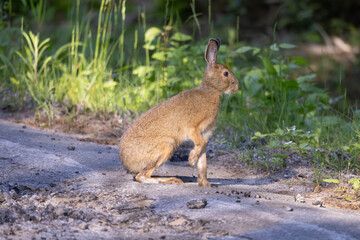 Fototapeta premium Side view of wild hare with ticks on face and ears sitting at the side of a rural road in ontario canada