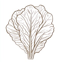 Fresh chard leaves, healthy food, kitchen ingredient, cooking recipe illustration
