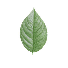 Obraz premium a green leaf on a white background