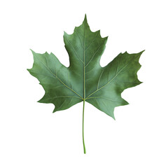 Fototapeta premium a single leaf of a tree on a white background