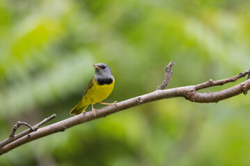 Male mourning warbler Geothlypis philadelphia perched on a branch