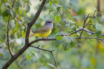 Male mourning warbler Geothlypis philadelphia singing while perched in a deciduous tree