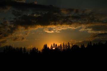 from the sun in the mountains spruce forest