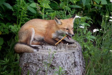 Red fox vulpes sitting on a tree stump chewing a rawhide dog treat