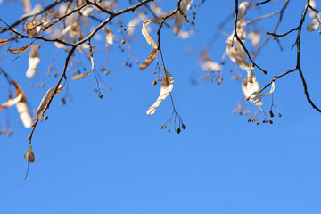 Small-leaved lime branches with seeds