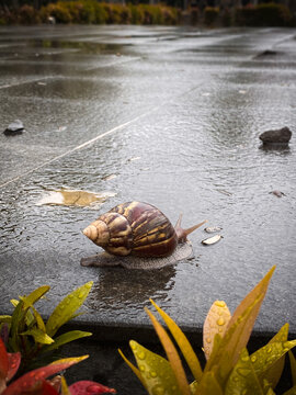 Scutalus is a genus of air-breathing land snails, terrestrial pulmonary gastropod mollusks in the family Bulimulidae.