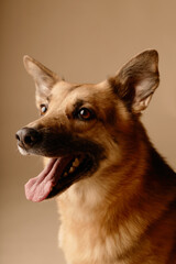 Beautiful dog smiling with mouth open, ears perked up and eyes looking joyfully. Dog is sitting in front of a neutral beige background